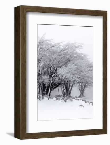 Winter Storm-Incado-Framed Photographic Print