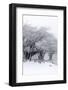 Winter Storm-Incado-Framed Photographic Print