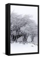 Winter Storm-Incado-Framed Stretched Canvas