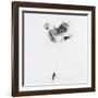 Winter story-Lazar Ioan Ovidiu-Framed Photographic Print