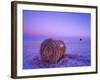 Winter Straw Bales near Cartwright, North Dakota, USA-Chuck Haney-Framed Photographic Print