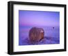 Winter Straw Bales near Cartwright, North Dakota, USA-Chuck Haney-Framed Photographic Print