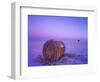 Winter Straw Bales near Cartwright, North Dakota, USA-Chuck Haney-Framed Photographic Print