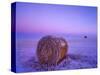 Winter Straw Bales near Cartwright, North Dakota, USA-Chuck Haney-Stretched Canvas