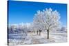 Winter Sunny Day-Carmian-Stretched Canvas