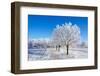 Winter Sunny Day-Carmian-Framed Photographic Print