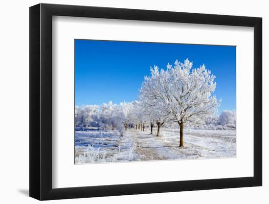 Winter Sunny Day-Carmian-Framed Photographic Print