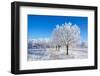 Winter Sunny Day-Carmian-Framed Photographic Print