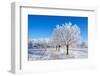 Winter Sunny Day-Carmian-Framed Photographic Print