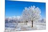 Winter Sunny Day-Carmian-Mounted Photographic Print