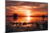 Winter Sunset at Merced Wildlife Refuge, California-null-Mounted Photographic Print