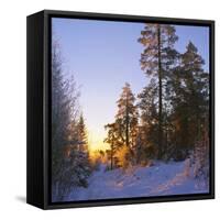 Winter Sunset in the Forest Near Oslo, Norway, Scandinavia, Europe-David Lomax-Framed Stretched Canvas