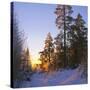Winter Sunset in the Forest Near Oslo, Norway, Scandinavia, Europe-David Lomax-Stretched Canvas