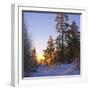 Winter Sunset in the Forest Near Oslo, Norway, Scandinavia, Europe-David Lomax-Framed Photographic Print