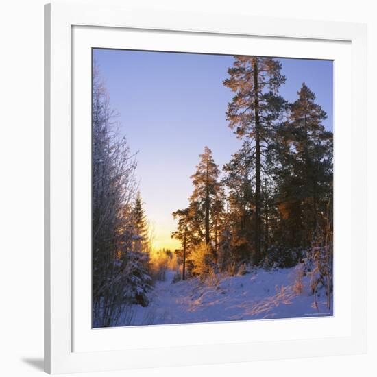 Winter Sunset in the Forest Near Oslo, Norway, Scandinavia, Europe-David Lomax-Framed Photographic Print