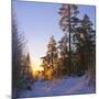 Winter Sunset in the Forest Near Oslo, Norway, Scandinavia, Europe-David Lomax-Mounted Photographic Print