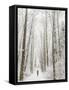 Winter Trail Running-Steven Gnam-Framed Stretched Canvas