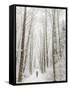 Winter Trail Running-Steven Gnam-Framed Stretched Canvas