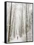 Winter Trail Running-Steven Gnam-Framed Stretched Canvas