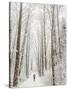 Winter Trail Running-Steven Gnam-Stretched Canvas