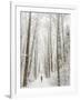 Winter Trail Running-Steven Gnam-Framed Photographic Print