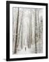 Winter Trail Running-Steven Gnam-Framed Photographic Print