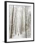 Winter Trail Running-Steven Gnam-Framed Photographic Print