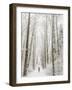 Winter Trail Running-Steven Gnam-Framed Photographic Print