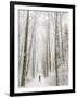 Winter Trail Running-Steven Gnam-Framed Photographic Print