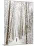 Winter Trail Running-Steven Gnam-Mounted Photographic Print