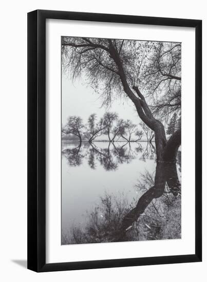 Winter Tree Design, Marin County California-Vincent James-Framed Photographic Print