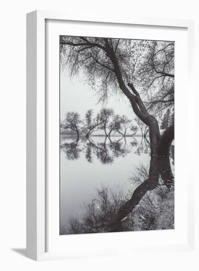 Winter Tree Design, Marin County California-Vincent James-Framed Photographic Print