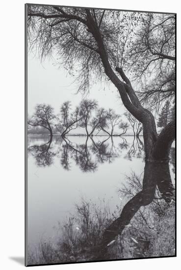 Winter Tree Design, Marin County California-Vincent James-Mounted Photographic Print