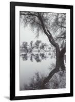 Winter Tree Design, Marin County California-Vincent James-Framed Photographic Print
