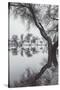 Winter Tree Design, Marin County California-Vincent James-Stretched Canvas