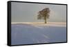 Winter Tree, Gloucestershire, England, UK-Peter Adams-Framed Stretched Canvas