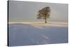 Winter Tree, Gloucestershire, England, UK-Peter Adams-Stretched Canvas