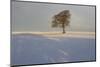 Winter Tree, Gloucestershire, England, UK-Peter Adams-Mounted Photographic Print