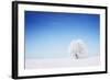 Winter Tree in a Field with Blue Sky-Dudarev Mikhail-Framed Photographic Print