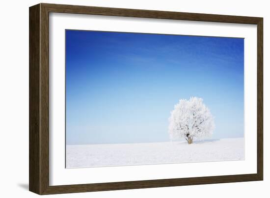 Winter Tree in a Field with Blue Sky-Dudarev Mikhail-Framed Photographic Print