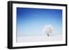 Winter Tree in a Field with Blue Sky-Dudarev Mikhail-Framed Photographic Print