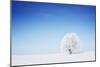 Winter Tree in a Field with Blue Sky-Dudarev Mikhail-Mounted Photographic Print