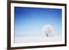 Winter Tree in a Field with Blue Sky-Dudarev Mikhail-Framed Photographic Print