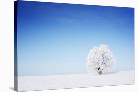 Winter Tree in a Field with Blue Sky-Dudarev Mikhail-Stretched Canvas