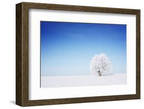 Winter Tree in a Field with Blue Sky-Dudarev Mikhail-Framed Photographic Print