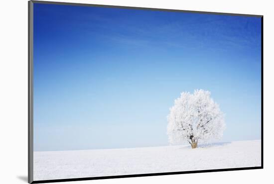 Winter Tree in a Field with Blue Sky-Dudarev Mikhail-Mounted Photographic Print