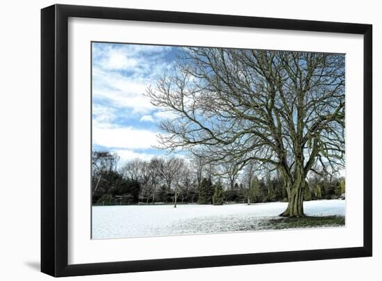 Winter Tree in Snow-Tom Quartermaine-Framed Giclee Print