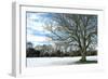 Winter Tree in Snow-Tom Quartermaine-Framed Giclee Print