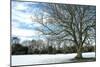 Winter Tree in Snow-Tom Quartermaine-Mounted Giclee Print