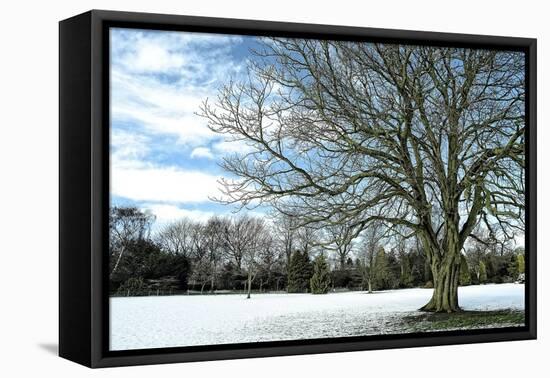 Winter Tree in Snow-Tom Quartermaine-Framed Stretched Canvas